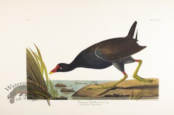 Common Gallinule
